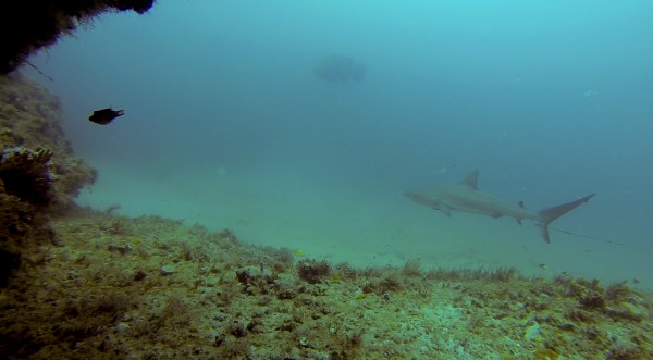 grouper and lemon shark