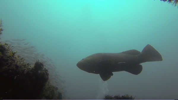 Goliath Grouper